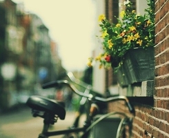 misg